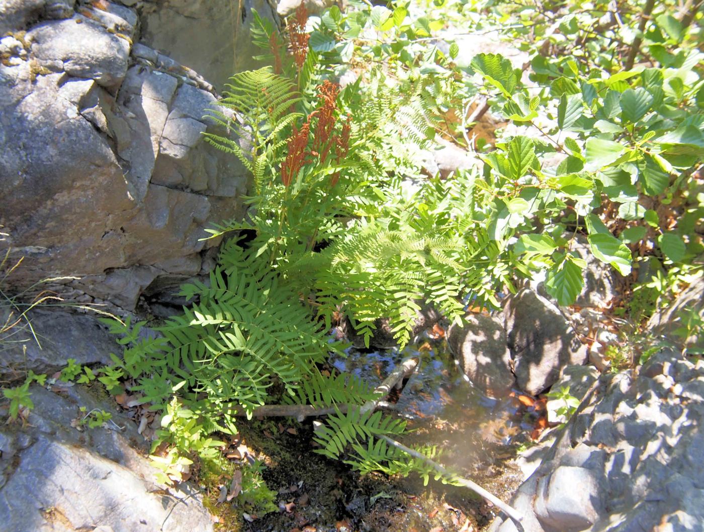 Fern, Royal plant